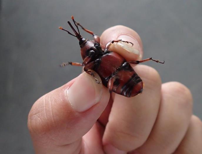 ksvqir">红棕象甲(学名: i>rhynchophorus ferrugineus /i>)是竹象科