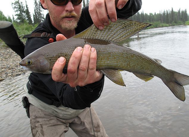  p>北美茴鱼(学名: i>thymallus arcticus arcticus /i>)的特征是具有