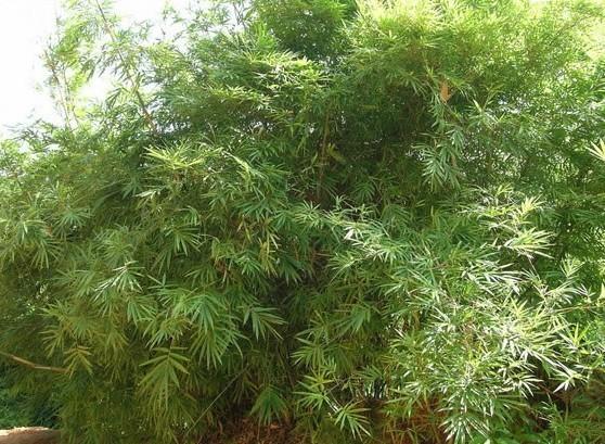  p> a href="#">藤枝竹 /a>, 禾本科,簕竹属.