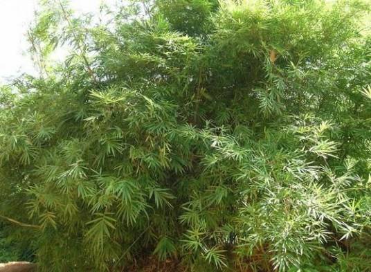 藤枝竹_百度百科