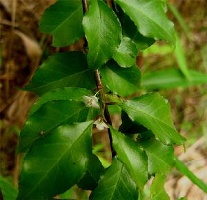  p>九龙盘 i>(aspidistra lurida ker-gawl.