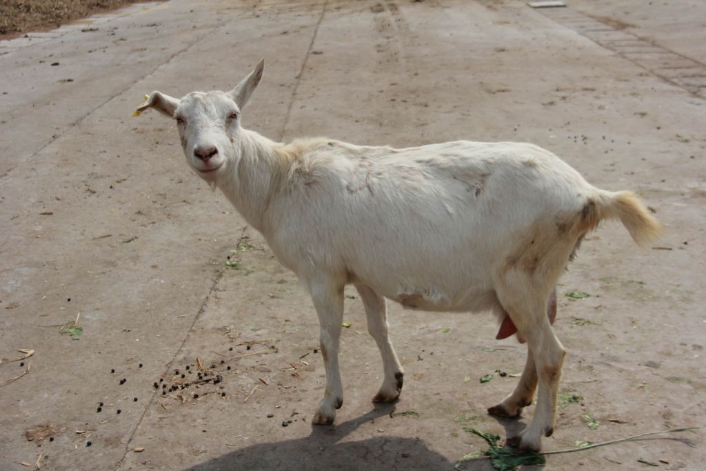  p>奶山羊,是乳用品种的 a href="#" data-lem