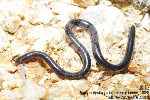  p>钩盲蛇(学名:ramphotyphlops braminus)又名入耳 a href="#" data