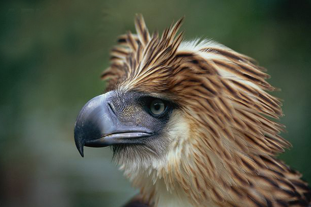  p>食猿雕(学名: i>pithecophaga jefferyi /i>):也称作菲律宾雕.