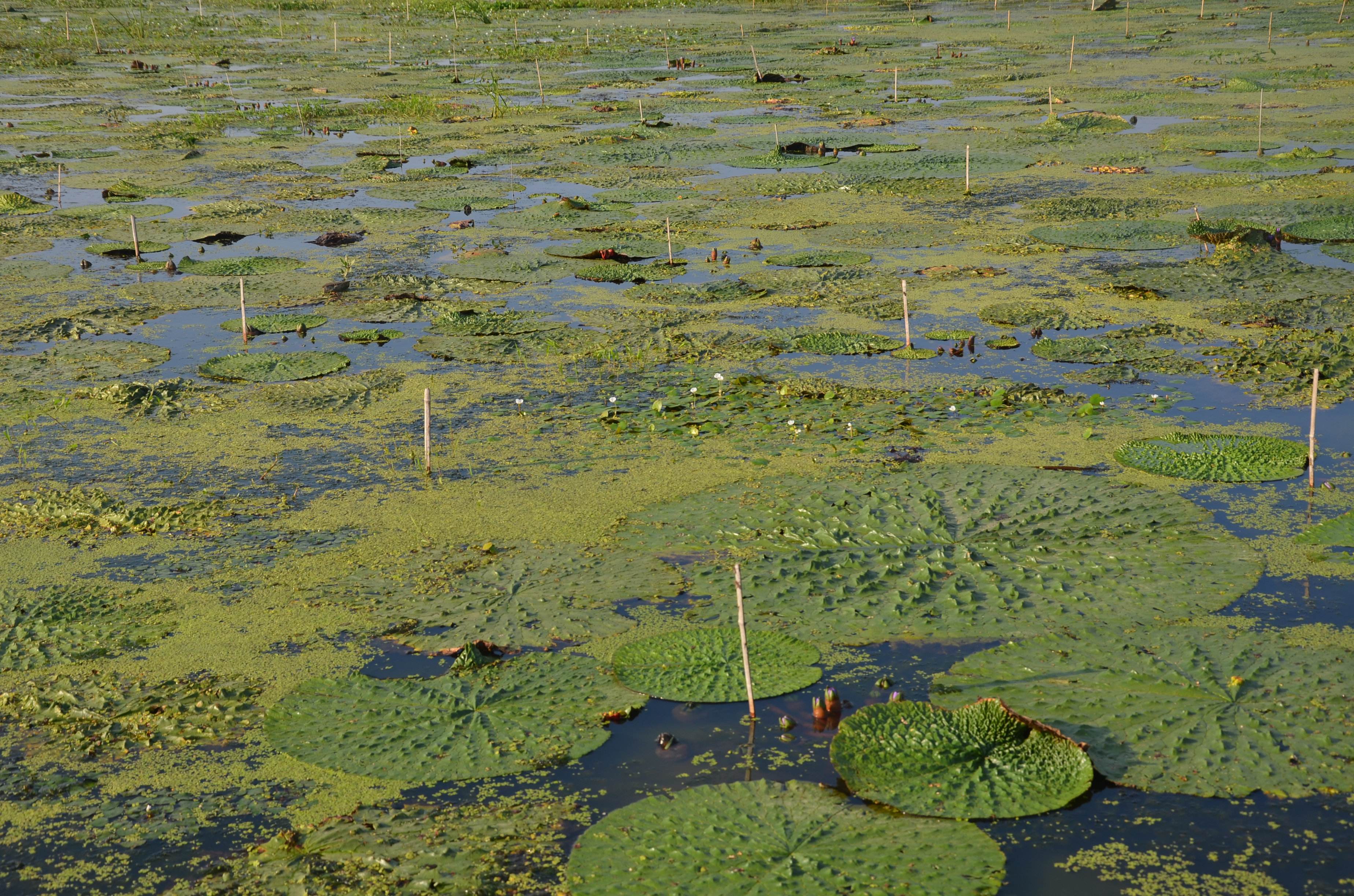 ex konig et sims /a> /i>):睡莲科芡属一年生 a target="_blank"