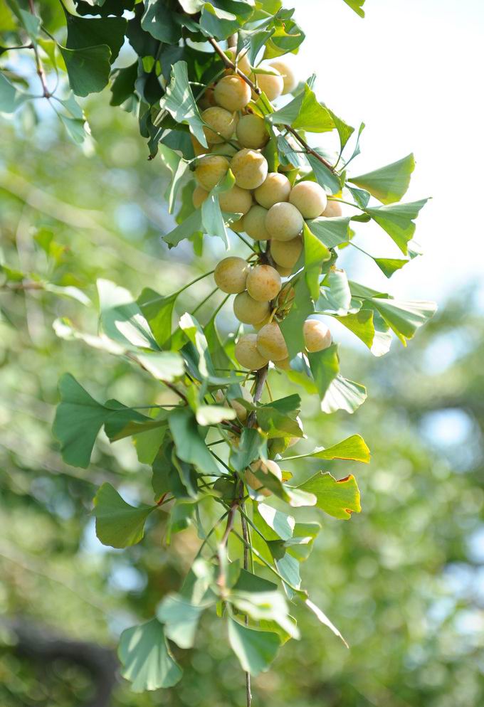 乔木,高达40米,胸径可达4米;幼树树皮浅纵裂,大树之皮呈灰褐色,深纵裂