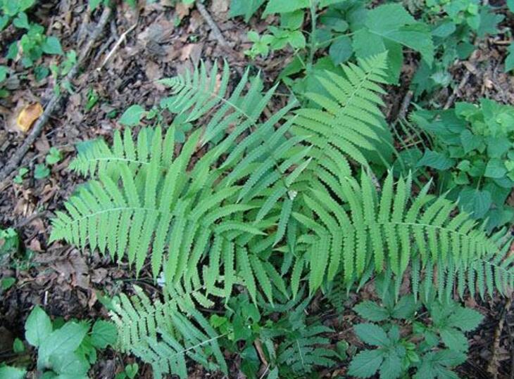  p>光叶蕨(学名: i>cystoathyrium chinense /i> ching)是 a target="