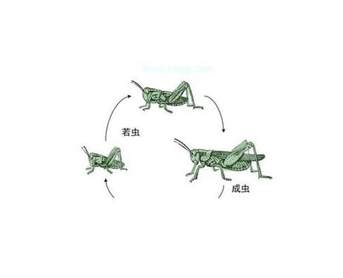 完全变态发育