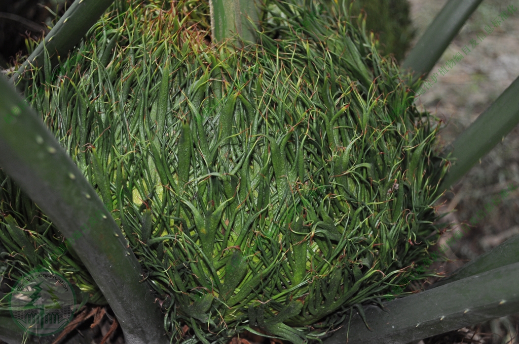  p>叉孢苏铁(cycas segmentifida)为苏铁属植物.