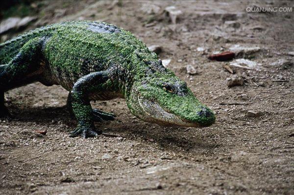  p>美国短吻鳄(学名: i>alligator mississippiensis /i>),又称密河鳄
