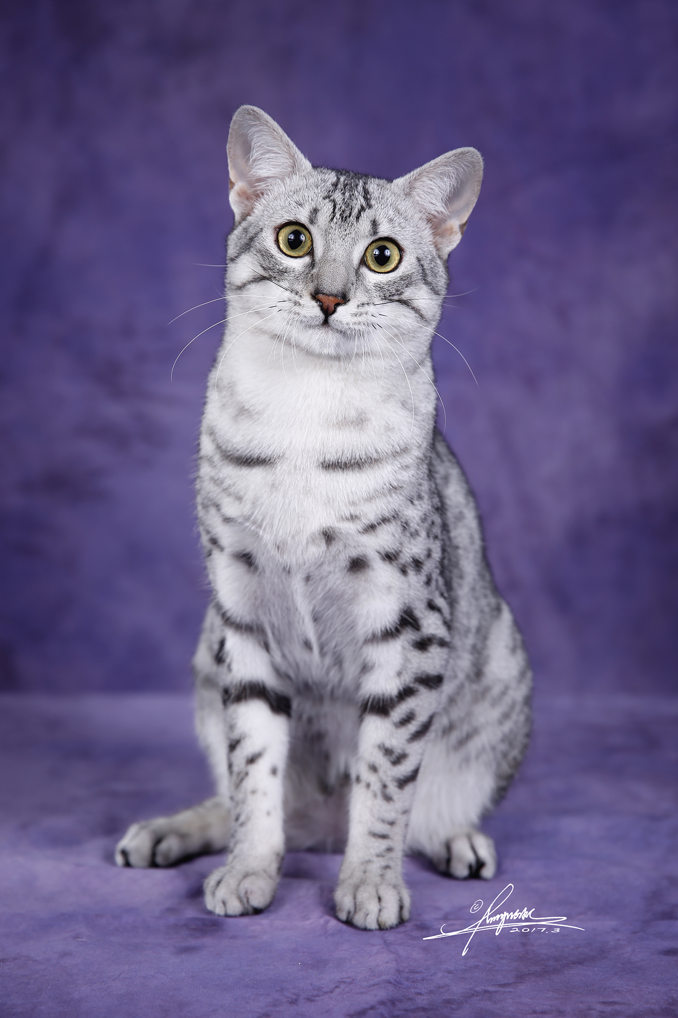  p>埃及猫(egyptian mau)属于中型 a href="#" data-lemmaid="6221174