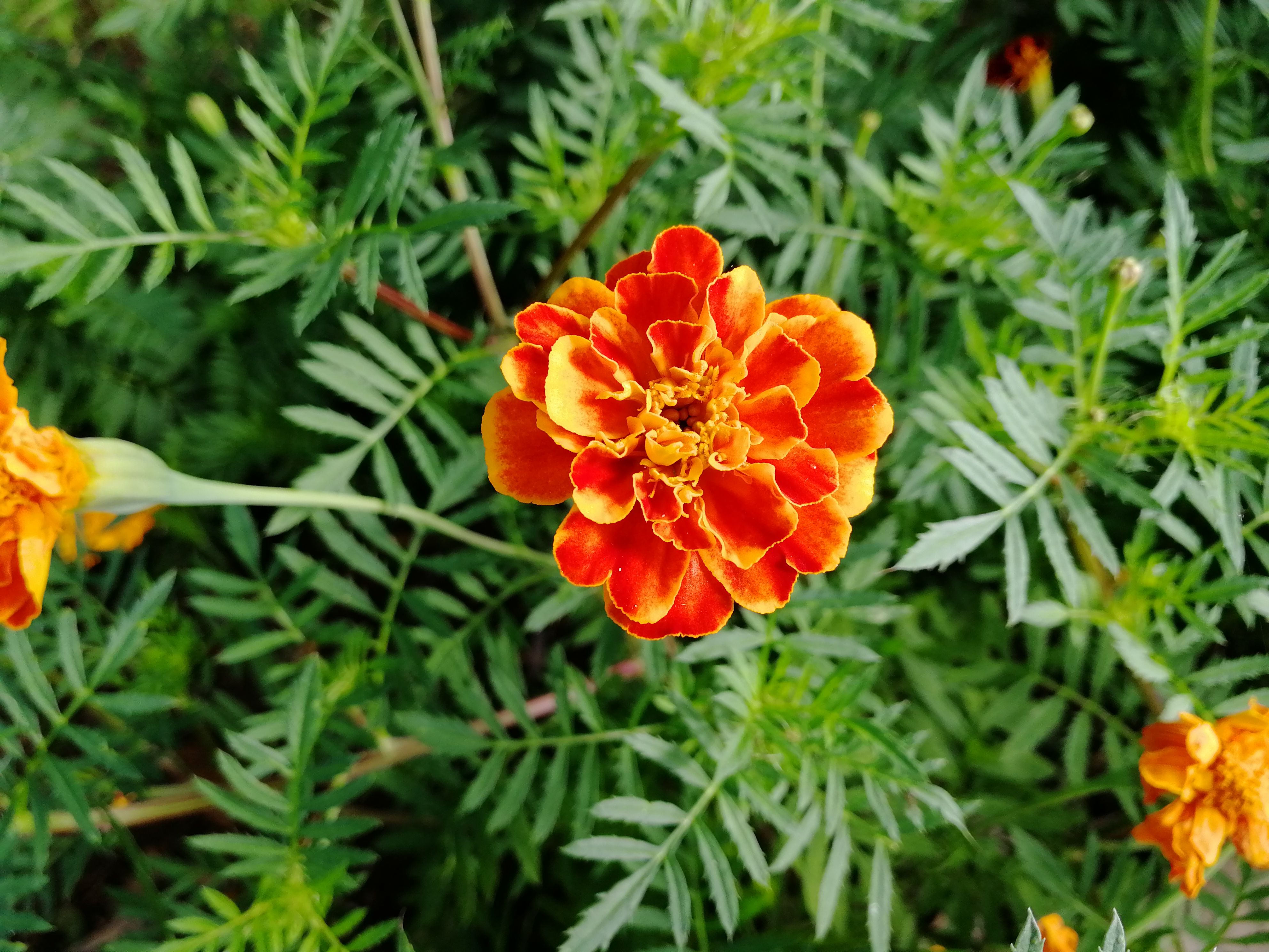  p>花卉,是具有观赏价值的草本植物,是用来描绘欣赏的植物的统称,喜阳