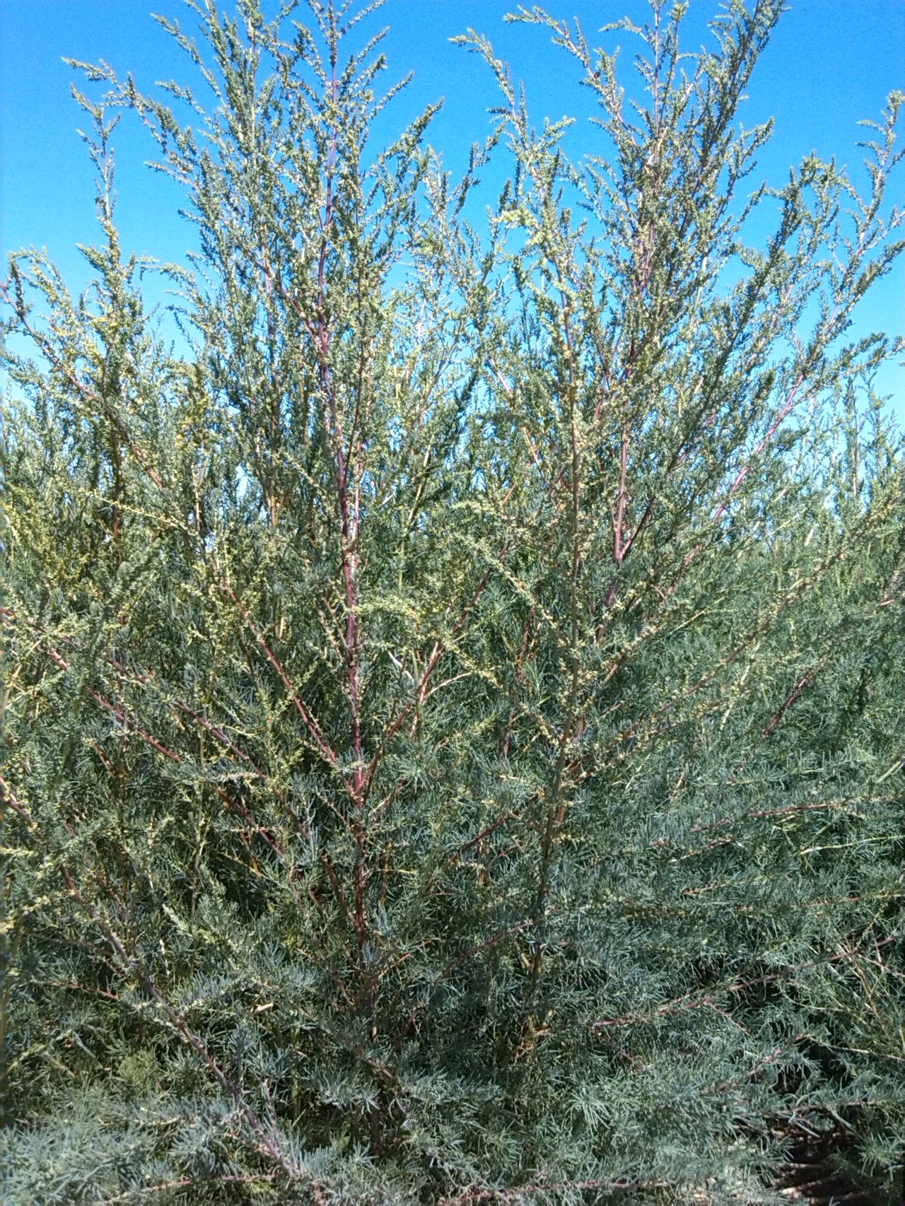  p>高碱蓬,一年生草本,植株较高.