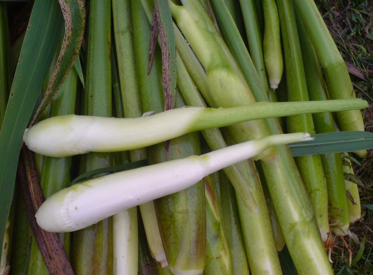 茭白