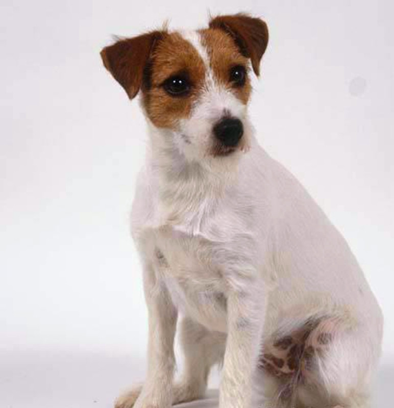 帕尔森·杰克·罗塞尔梗