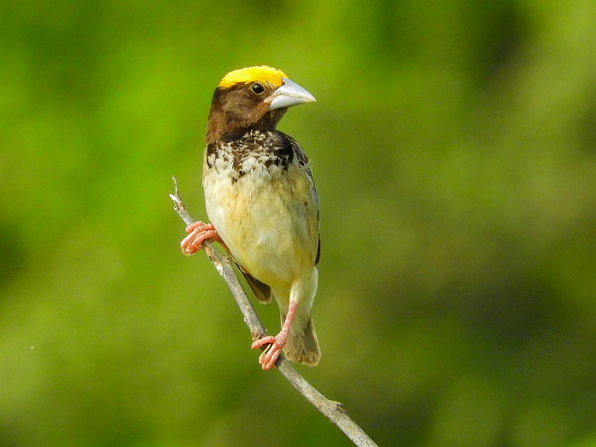 black-throated weaver bird