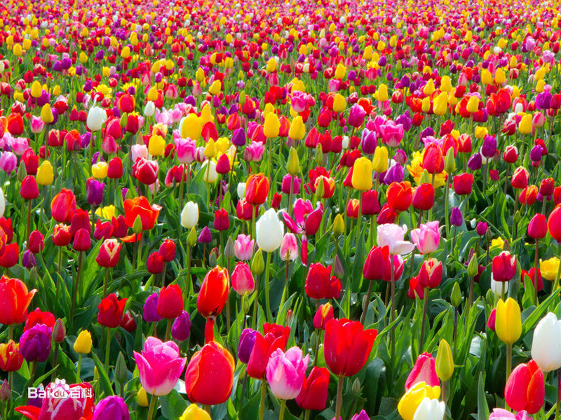  p>国花(英文名:the national flower,floral emblem):是代表国家 a