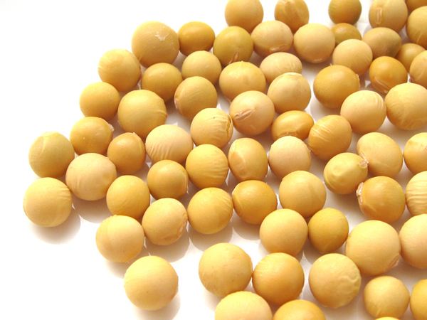  p>非转基因大豆:呈椭圆形,颗粒饱满,色泽明黄,除北部部分抗腺品种外