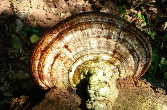  p>松杉灵芝,别名铁杉灵芝,是 a data-lemmaid="14114786">非褶菌目 