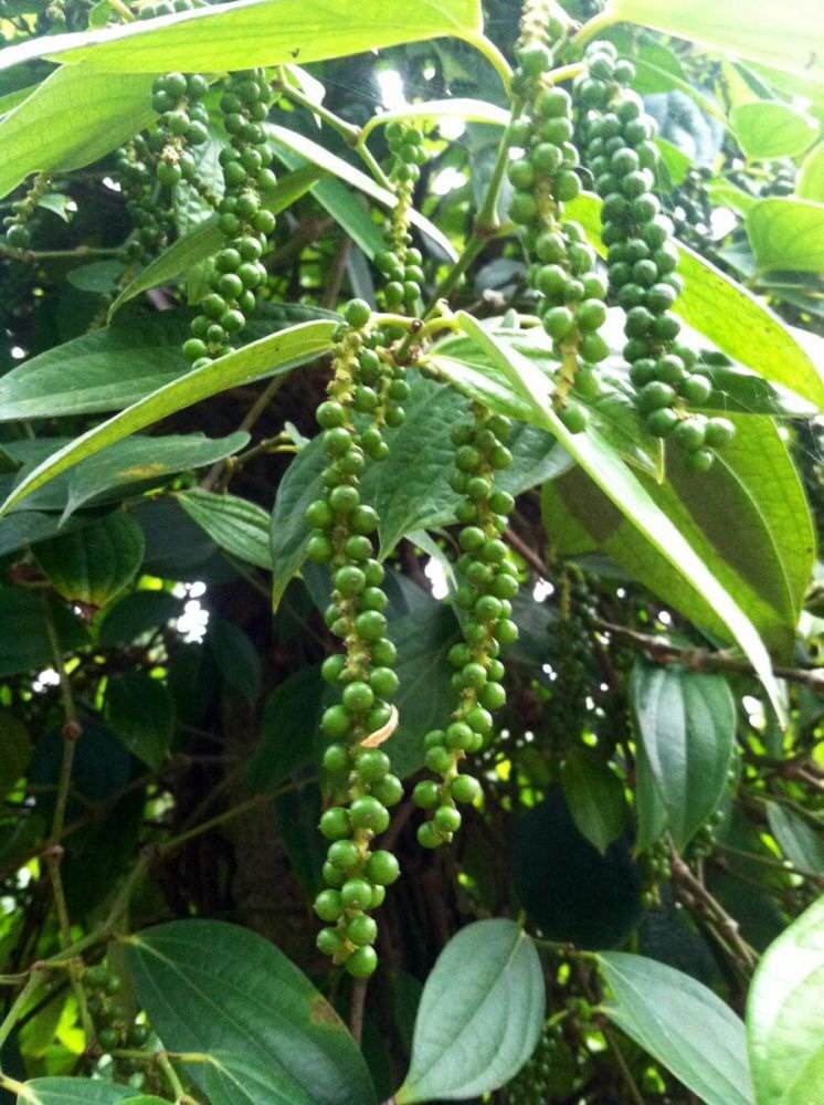 forst)是胡椒科多年生直立灌木类药用植物,产于南太平洋诸岛,根和根茎