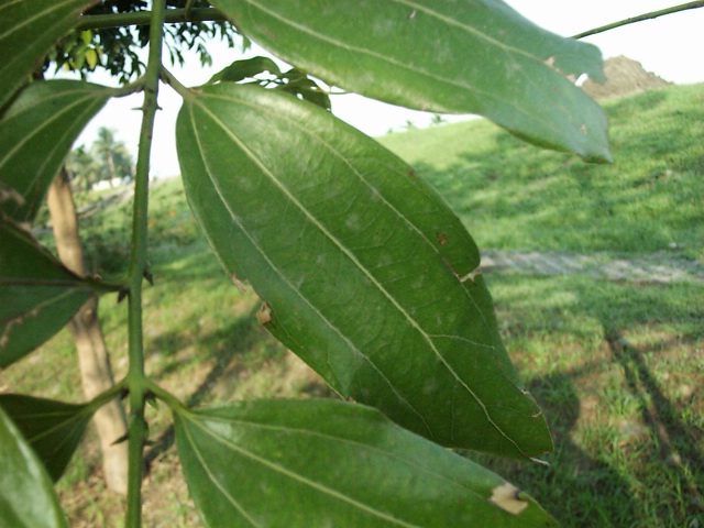  p>平行脉是单子叶植物所特有的脉序.