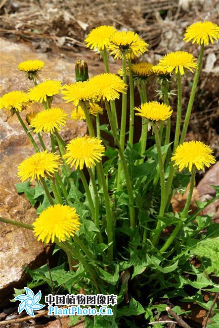  p>东北蒲公英(学名: i>taraxacum ohwianum  /i>kitam.