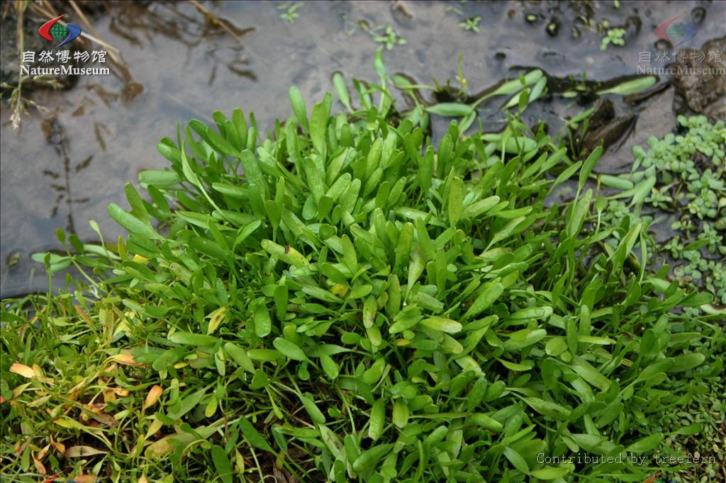  p>水茫草属,7种,广布于全球,其中水茫草l. aquatica l.