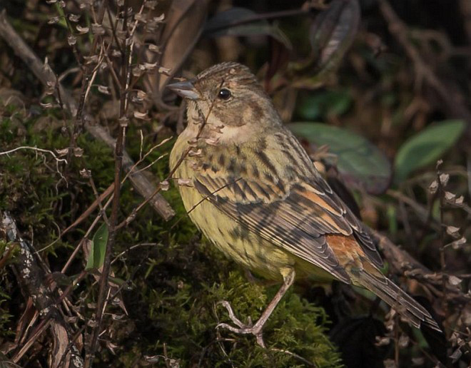  p>栗鹀(学名: i>emberiza rutila /i>):为鹀科鹀属的鸟类,体重15-22