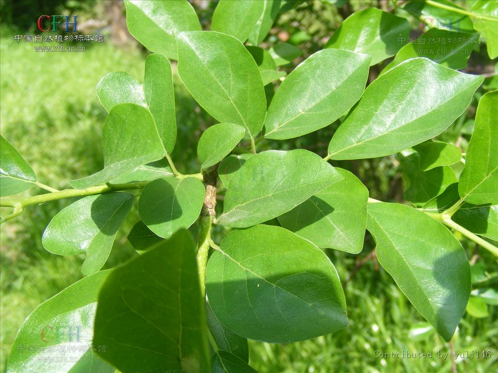  p>柞木(拉丁学名: i>xylosma racemosum(sieb. et zucc.)miq.