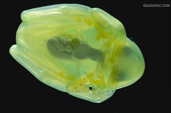  p>玻璃蛙,学名为透明蛙(glass frog),是一类中南美洲 a target="
