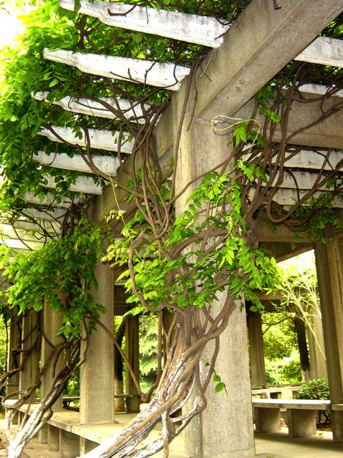 藤蔓(téng wàn), a target="_blank" href="/item/藤本植物/762136"