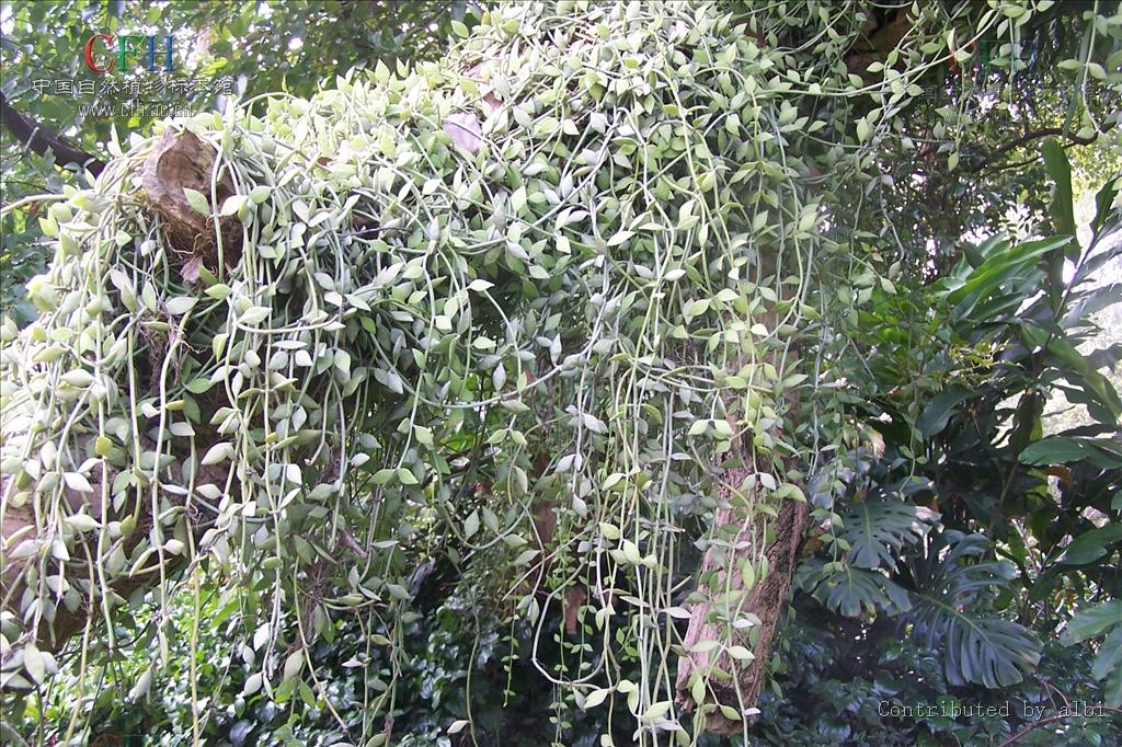 id="go02efjqgn">石瓜子,药材,味甘,微酸,有清肺化痰,凉血解毒之功 