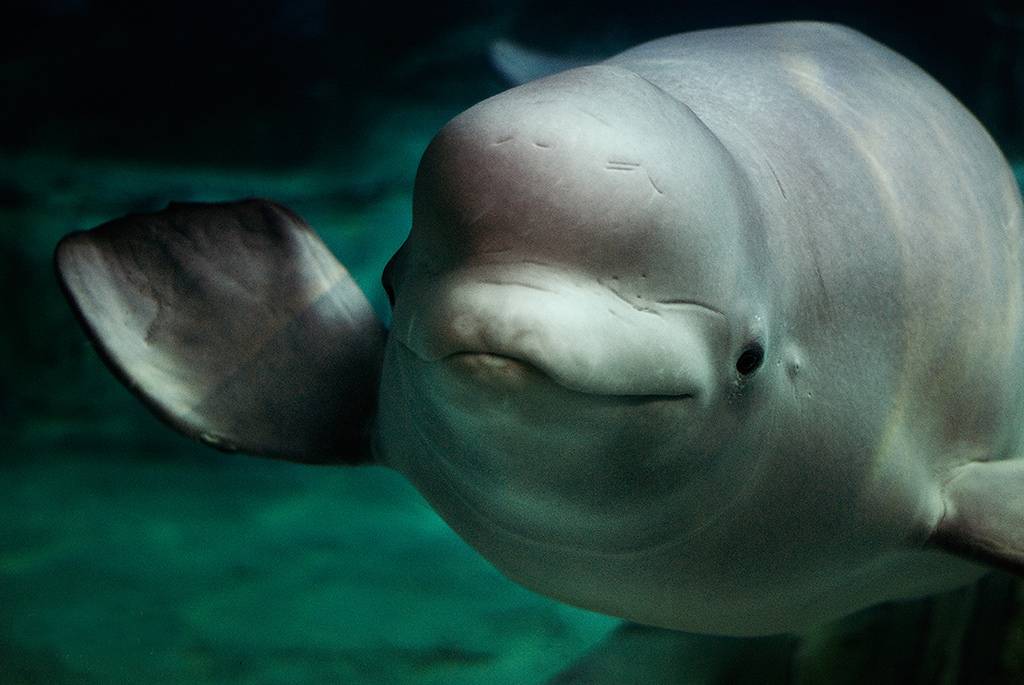  p>白鲸,学名: i>delphinapterus leucas  /i>(pallas,1776), a