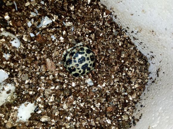  p>缅甸星龟(学名: i>geochelone platynota /i> )是陆龟科,象龟属