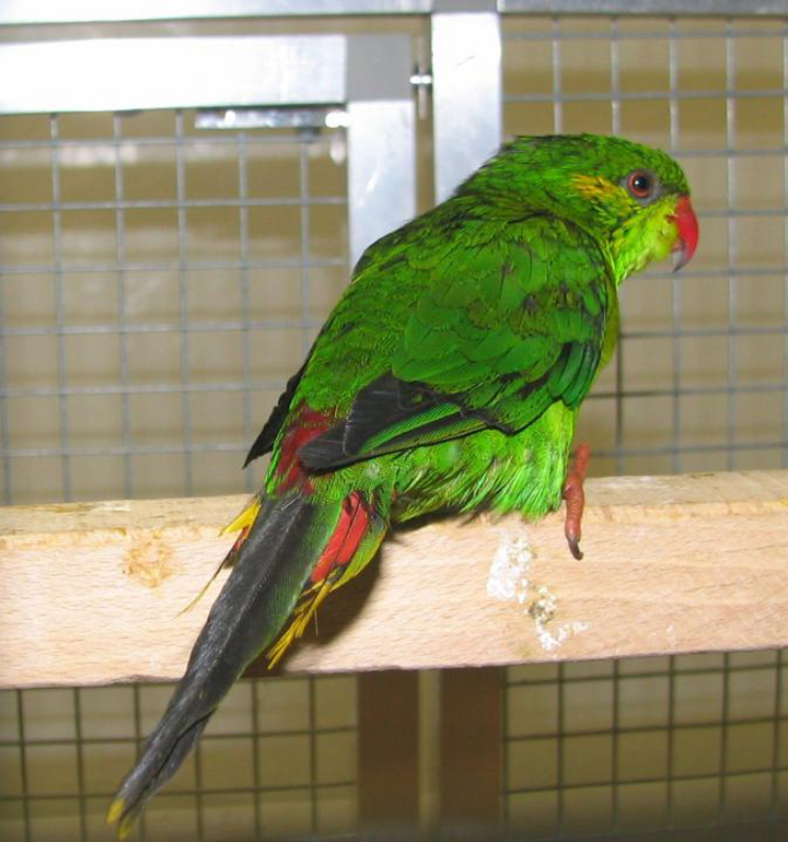  p>吸蜜鹦鹉(lory,lorikeet)隶属 a href="#" data-lemmaid="1745763"