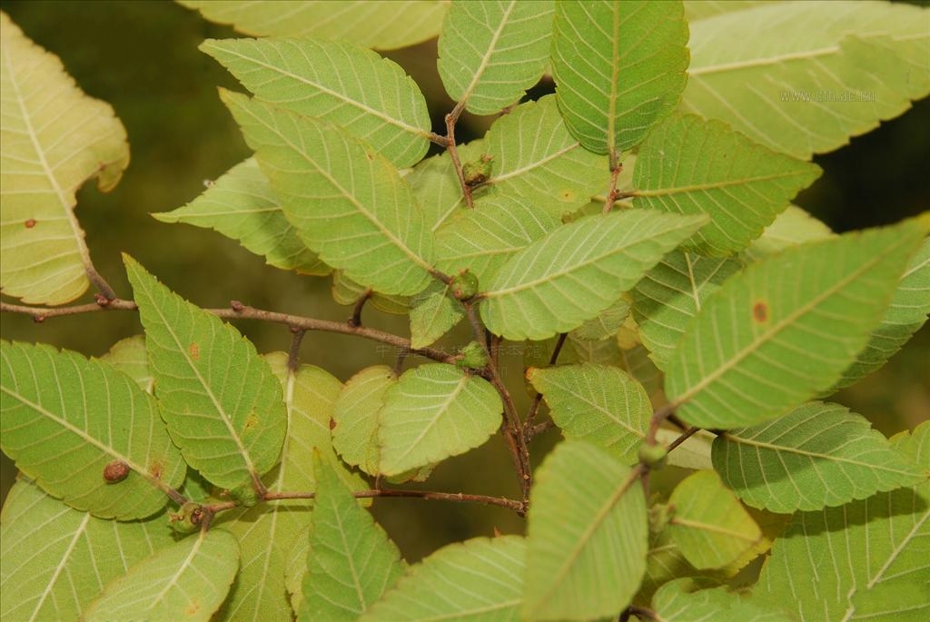  p>大叶榉树(学名: i>zelkova schneideriana /i> hand.-mazz.
