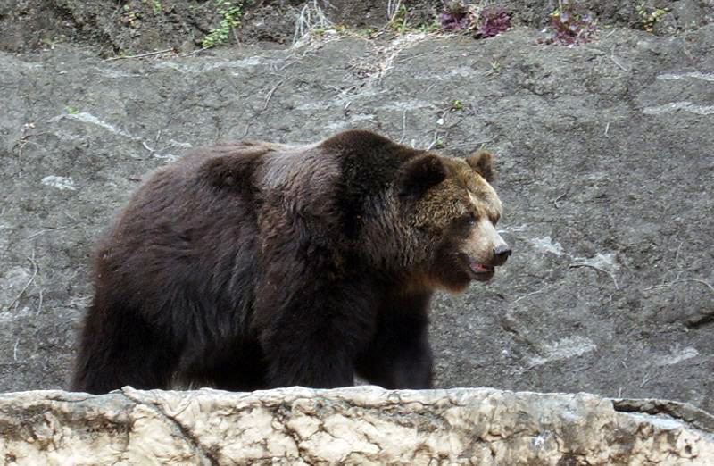  p>乌苏里棕熊(学名: i>ursus arctos lasiotus /i>):是哺乳纲,熊科的
