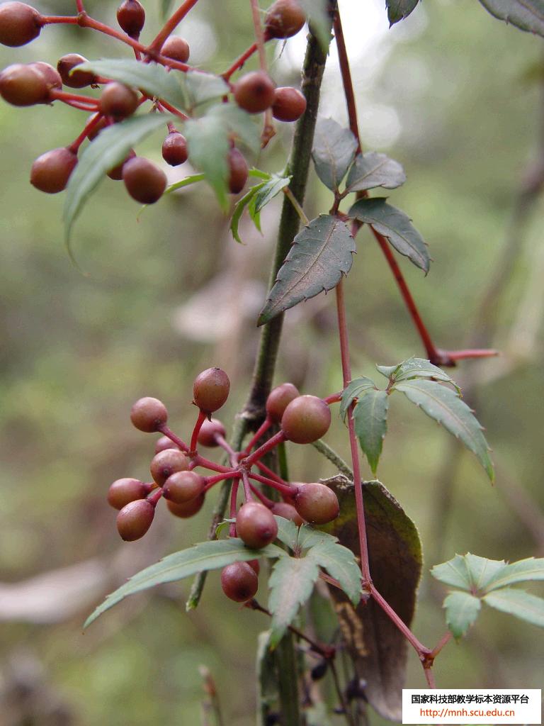  p>狭叶崖爬藤(学名:tetrastigma serrulatum (roxb.