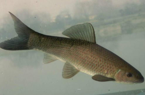  p>太平洋鲱( a href="#" data-lemmaid="8074290">学名 /a>:clupea