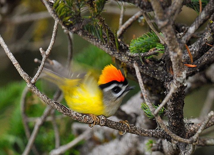  p>台湾戴菊(学名: i>regulus goodfellowi /i>)为 a href="#">戴菊科