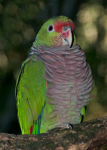  p>红胸亚马逊鹦鹉(学名:amazona vinacea)是典型的 a href="#" data