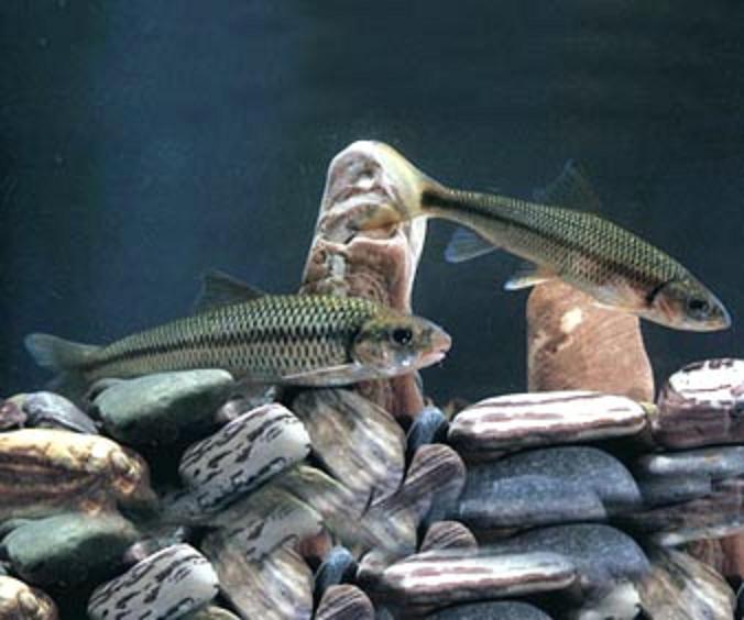  p>台湾铲颌鱼, a href="#" data-lemmaid="8074290">学名 /a>: i>