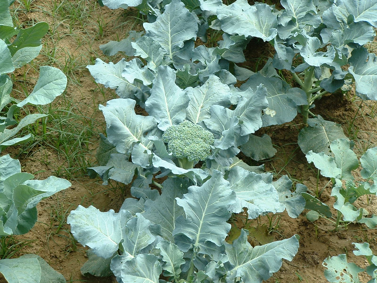  p>花椰菜,又称花菜,菜花或椰菜花,花椰菜为 a target="_blank" href=