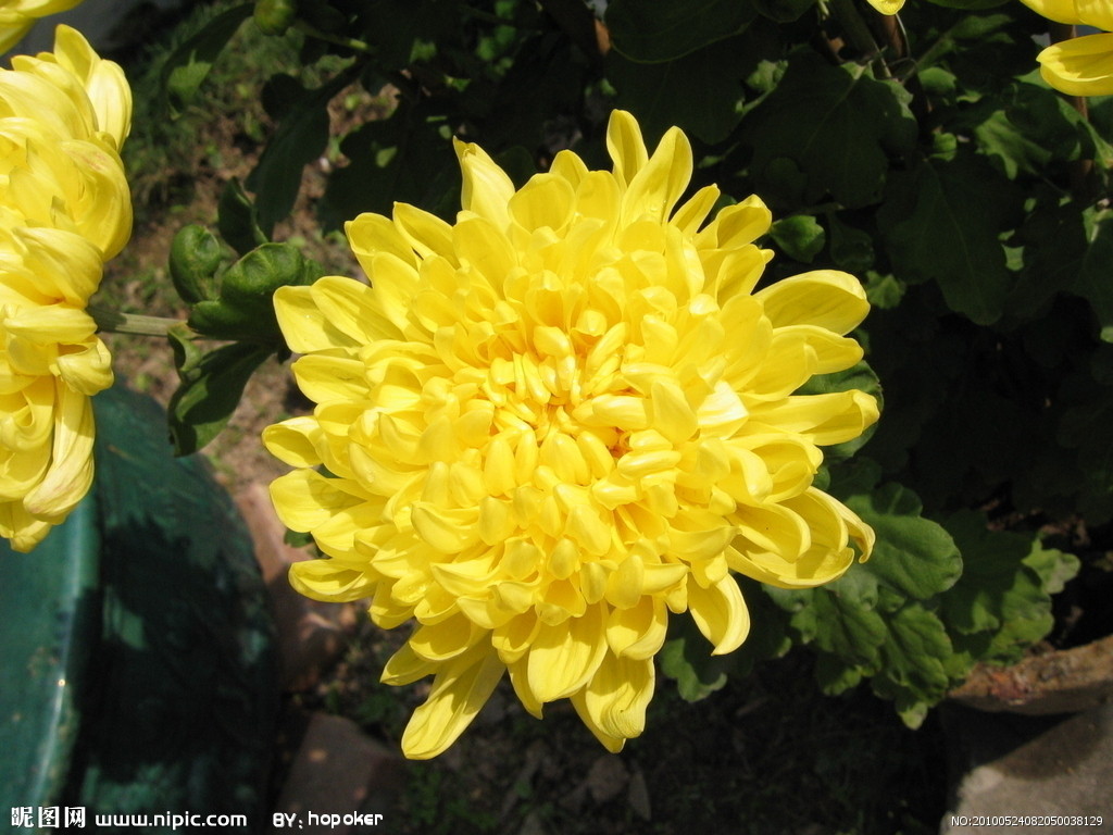  p>金菊花,多年生草本植物,菊科菊属,是经长期人工