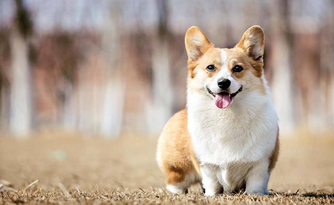  p>威尔士柯基犬(welsh corgi pembroke)是一种小型犬,它们的胆子很大