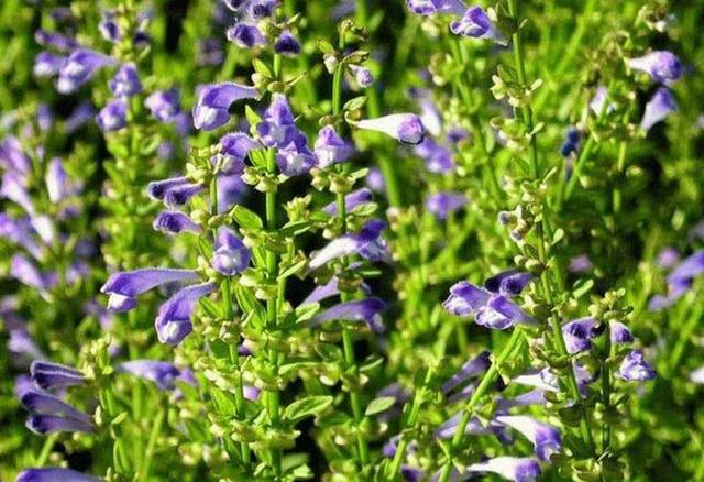 scutellaria meehanioides var. paucidentata