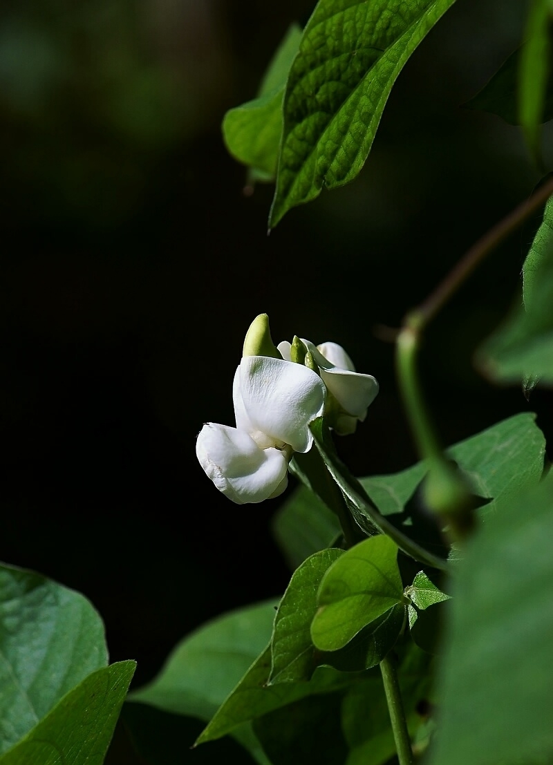  p>白扁豆花为豆科植物扁豆,7～8月间采收未完全开放的花,晒干或阴干.