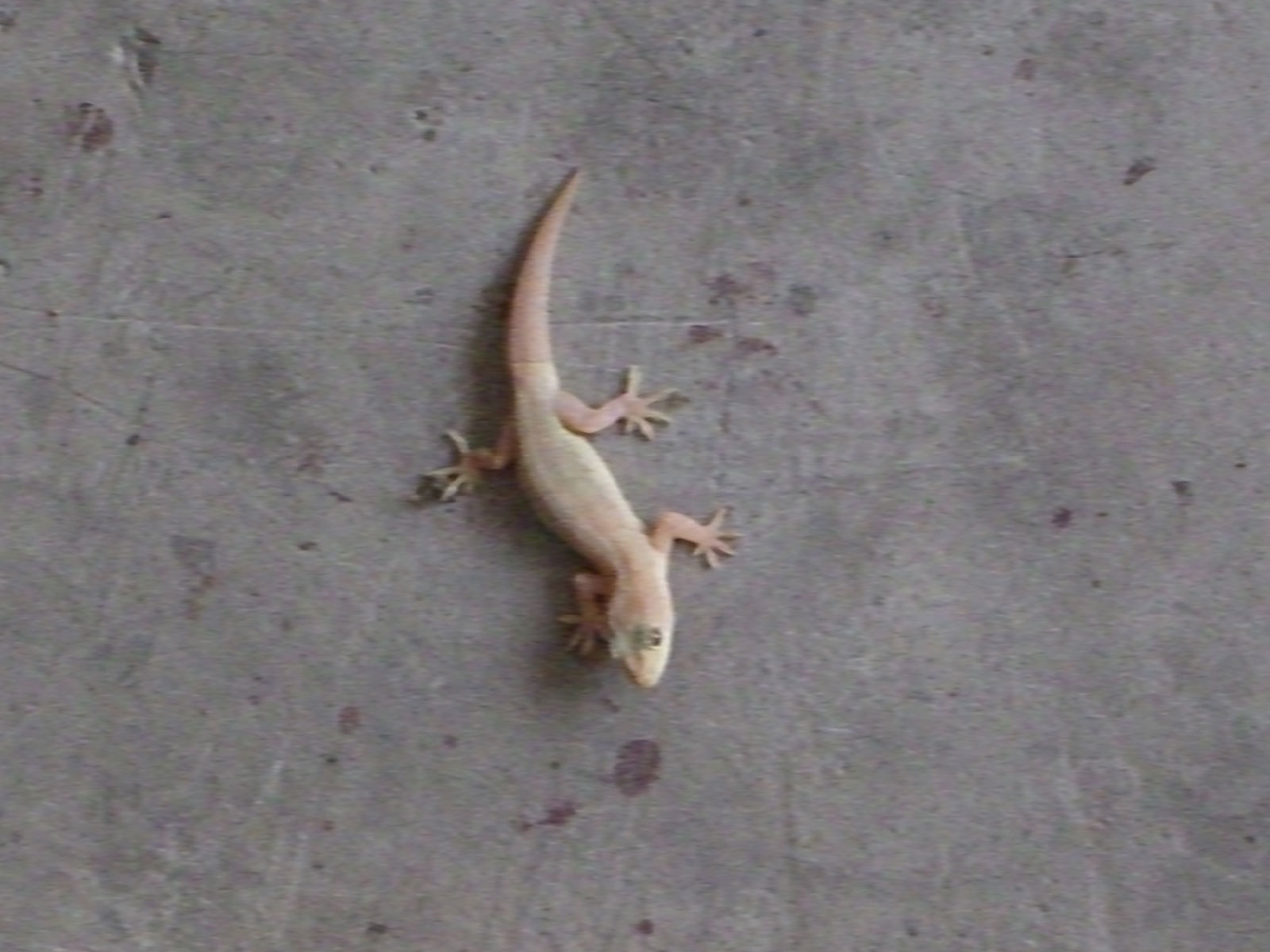 gekko japonicus dumeril et bibron