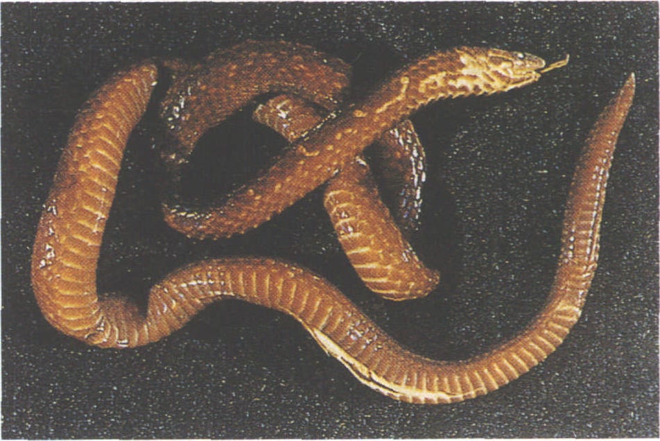  p>珠光蛇(学名:blythia reticulata)是一种游蛇科珠光蛇属的爬行动物