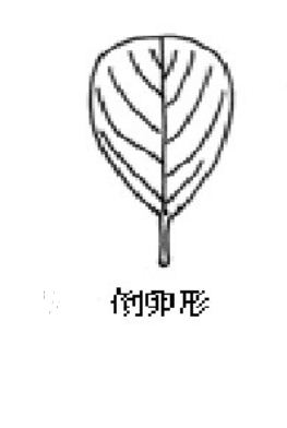  p> a target="_blank" href="/item/叶端/6731754" data-lemmaid="